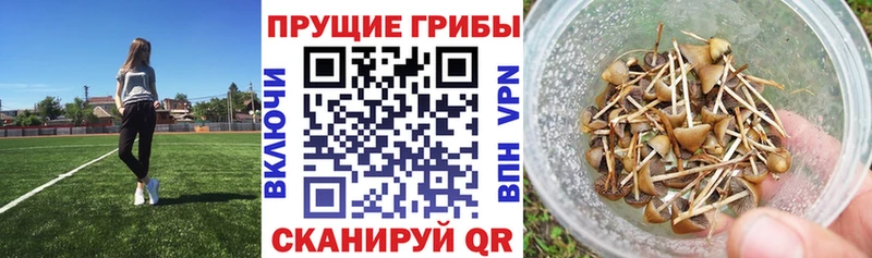 Галлюциногенные грибы Psilocybe  Купить закладки  Колпашево 